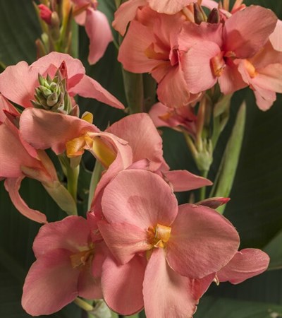 Canna Lily Toucan® Coral